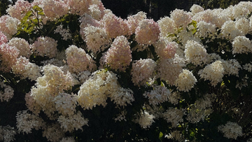 Hydrangea flowers, calming cover image for Talk2Tessa blog Living by Your Values: An ACT & Self-Compassion Guide with AI Support.