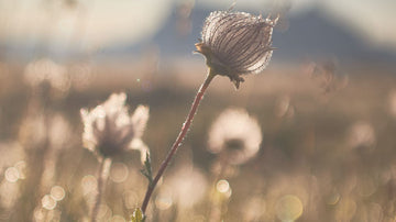 Cover image for the blog 'Journal Prompts for Overthinking' by Talk2Tessa – a soft grass field in gentle light, symbolising calm, clarity, and psychologist-designed journaling support for busy, overthinking minds.