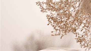 Trees in soft light symbolizing grounding, calm, and Talk2Tessa psychologist-designed AI self-help for moving from overwhelm to clarity with ACT and self-compassion.