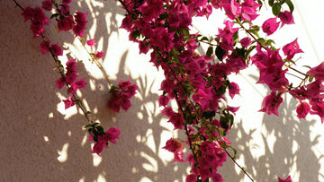 Pink bougainvillea flowers against a soft light wall with gentle shadows, symbolizing the balance between technology and humanity — representing ACT defusion, self-compassion, and the safe, psychologist-designed use of AI for self-help.