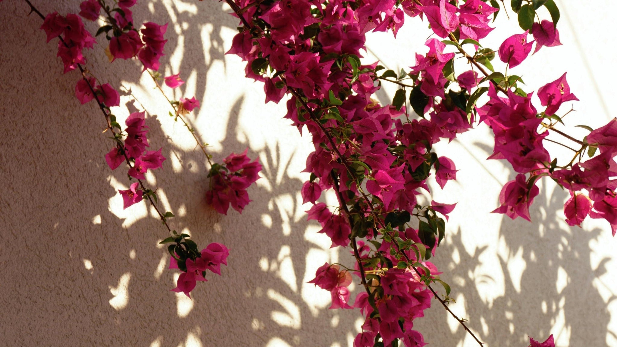 Pink bougainvillea flowers against a soft light wall with gentle shadows, symbolizing the balance between technology and humanity — representing ACT defusion, self-compassion, and the safe, psychologist-designed use of AI for self-help.
