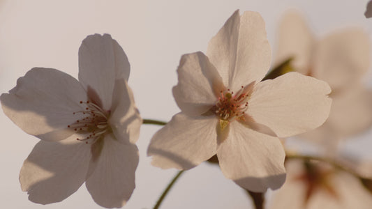Hero image with soft flowers symbolizing pause and self-reflection, for a psychologist-written blog about deep meaningful quotes and emotional grounding