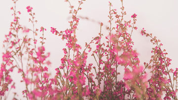 Cover image for the blog ‘Journal Prompts for Self Love’ by Talk2Tessa — soft rose flowers in warm Japandi colors with gentle typography inviting self-compassion and journaling.