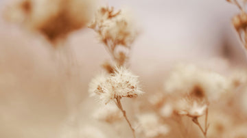 Brown background with plume-like flowers, illustration for blog 'Anxiety Relief with ACT & Self-Compassion: A Psychologist’s Guide to AI Self-Help'.